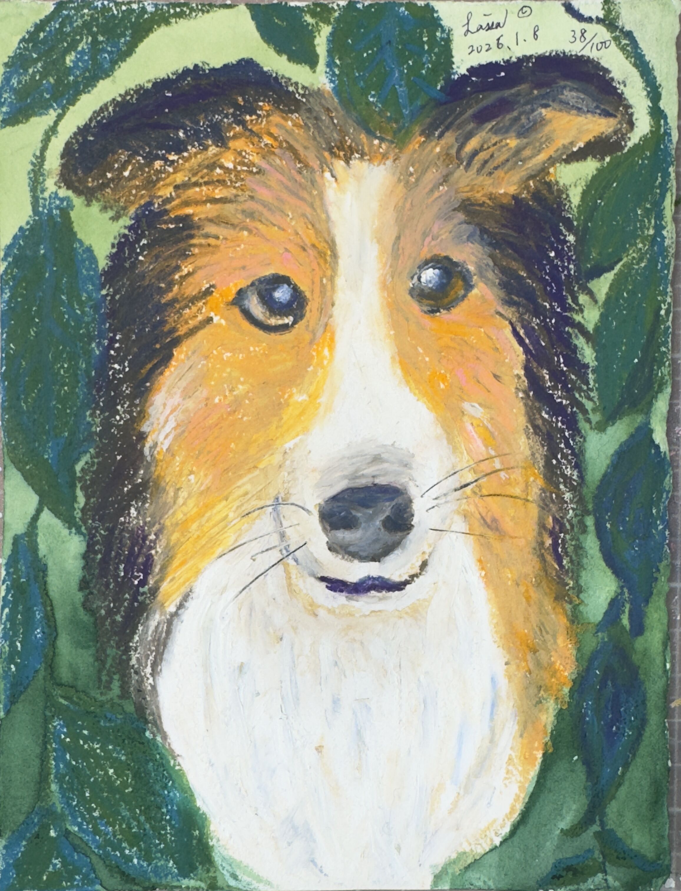 Sheltie - Complex
