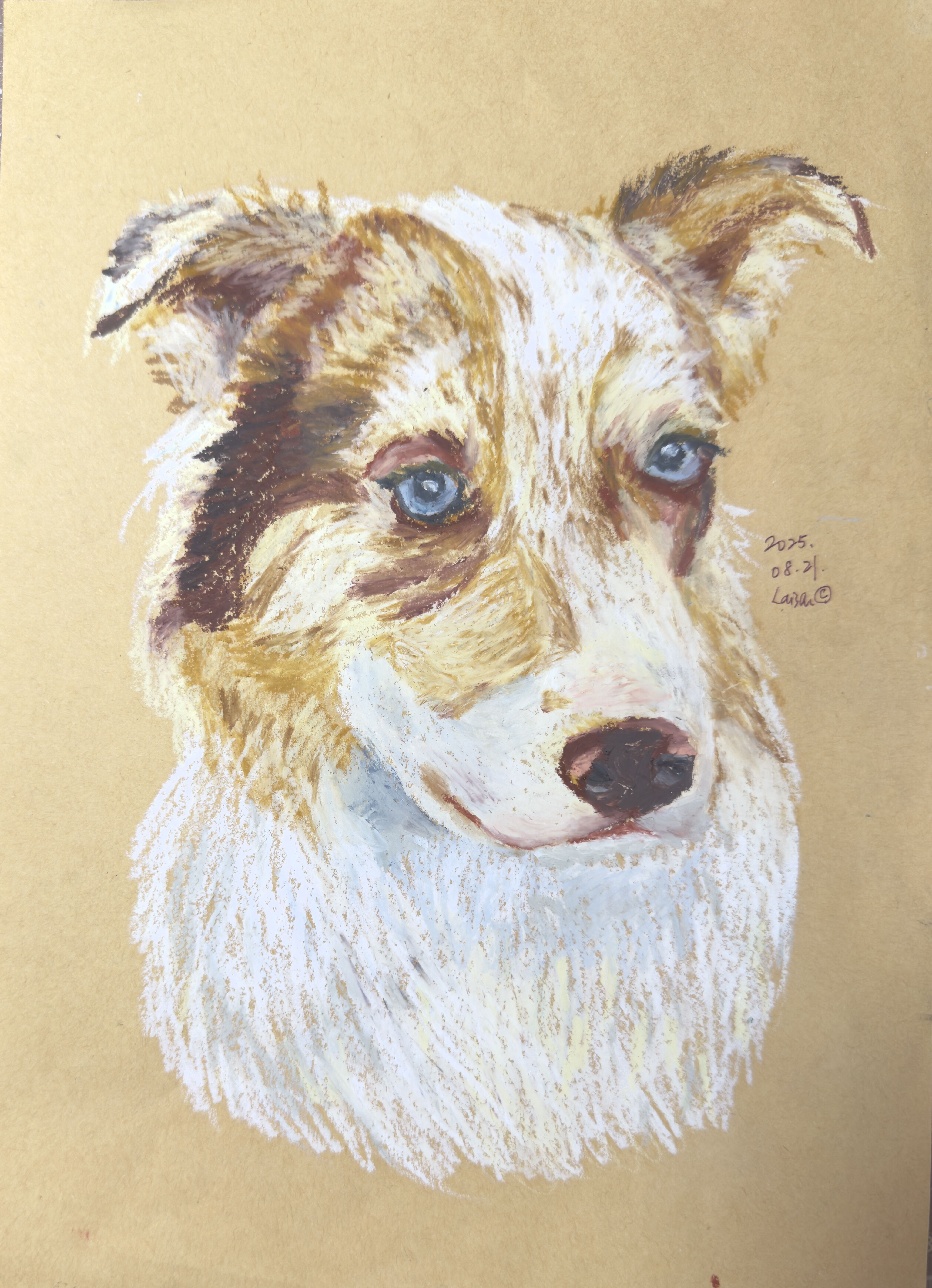 Australian Shepherd - Standard