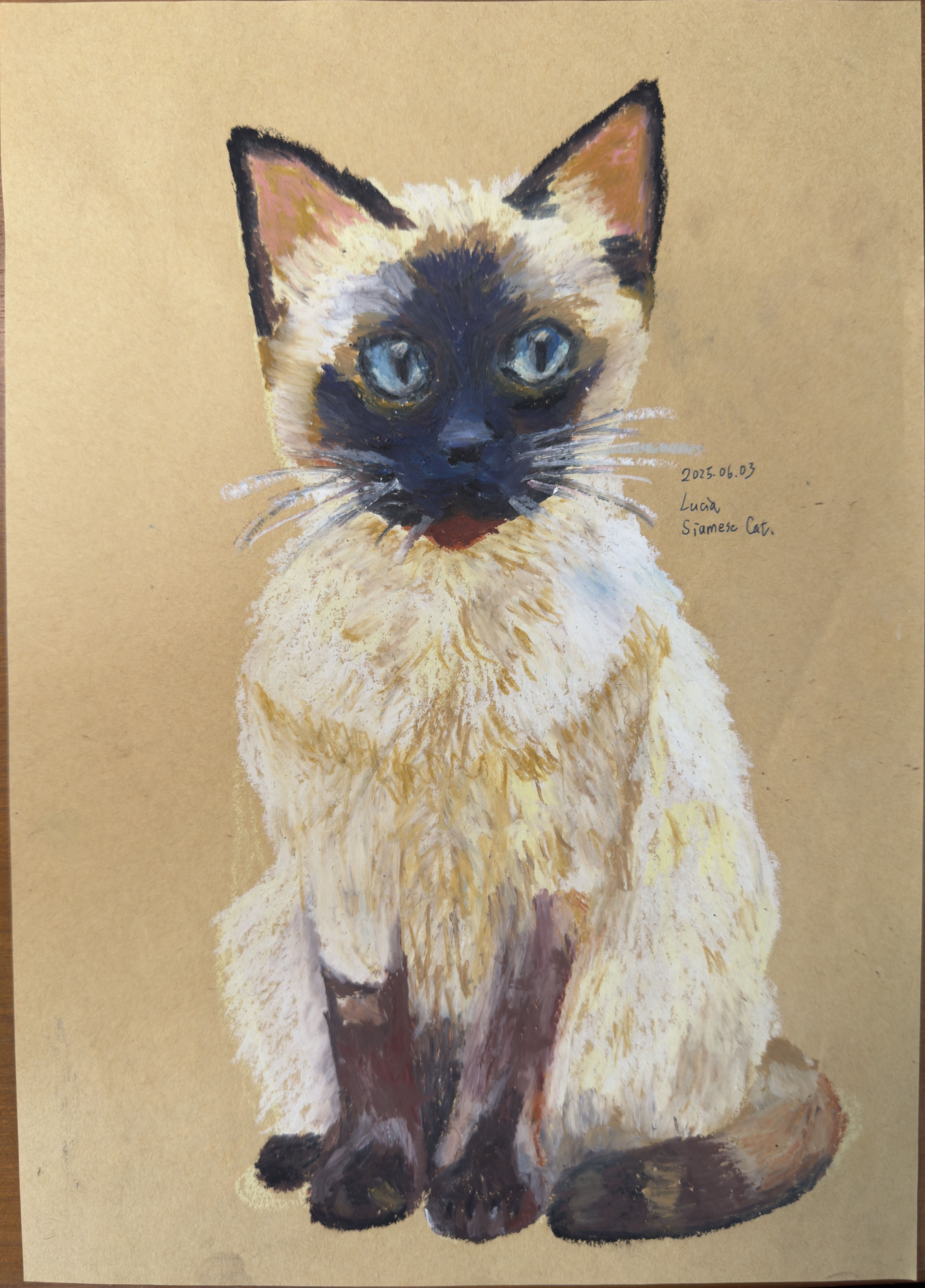 Siamese Cat - Standard